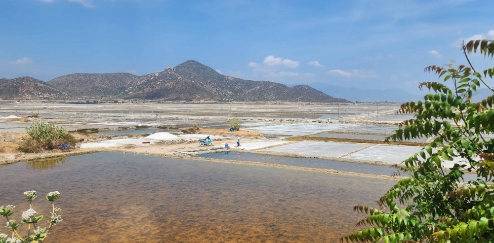 Cánh đồng muối ở huyện NInh Hải, Nnh Thuận.