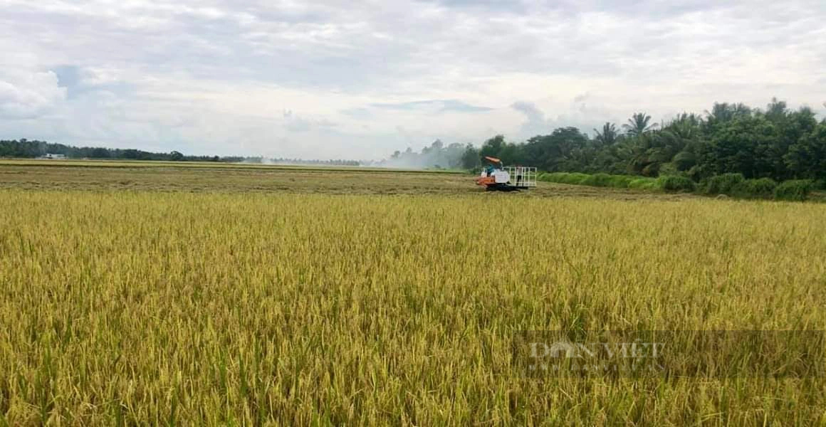 Tập đoàn Lộc Trời đã trả xong toàn bộ tiền mua lúa cho nông dân tại An Giang- Ảnh 2. Tập đoàn Lộc Trời đã trả xong toàn bộ tiền mua lúa cho nông dân tại An Giang- Ảnh 2.