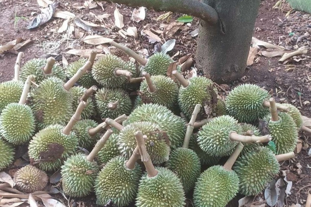 Nông dân khóc ngất khi 1.600 trái sầu riêng bị phá hoại trong đêm - 2 Nông dân khóc ngất khi 1.600 trái sầu riêng bị phá hoại trong đêm - 2