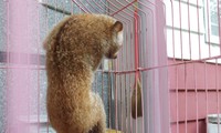 Người dân phát hiện culi quý hiếm khi đang quét sân