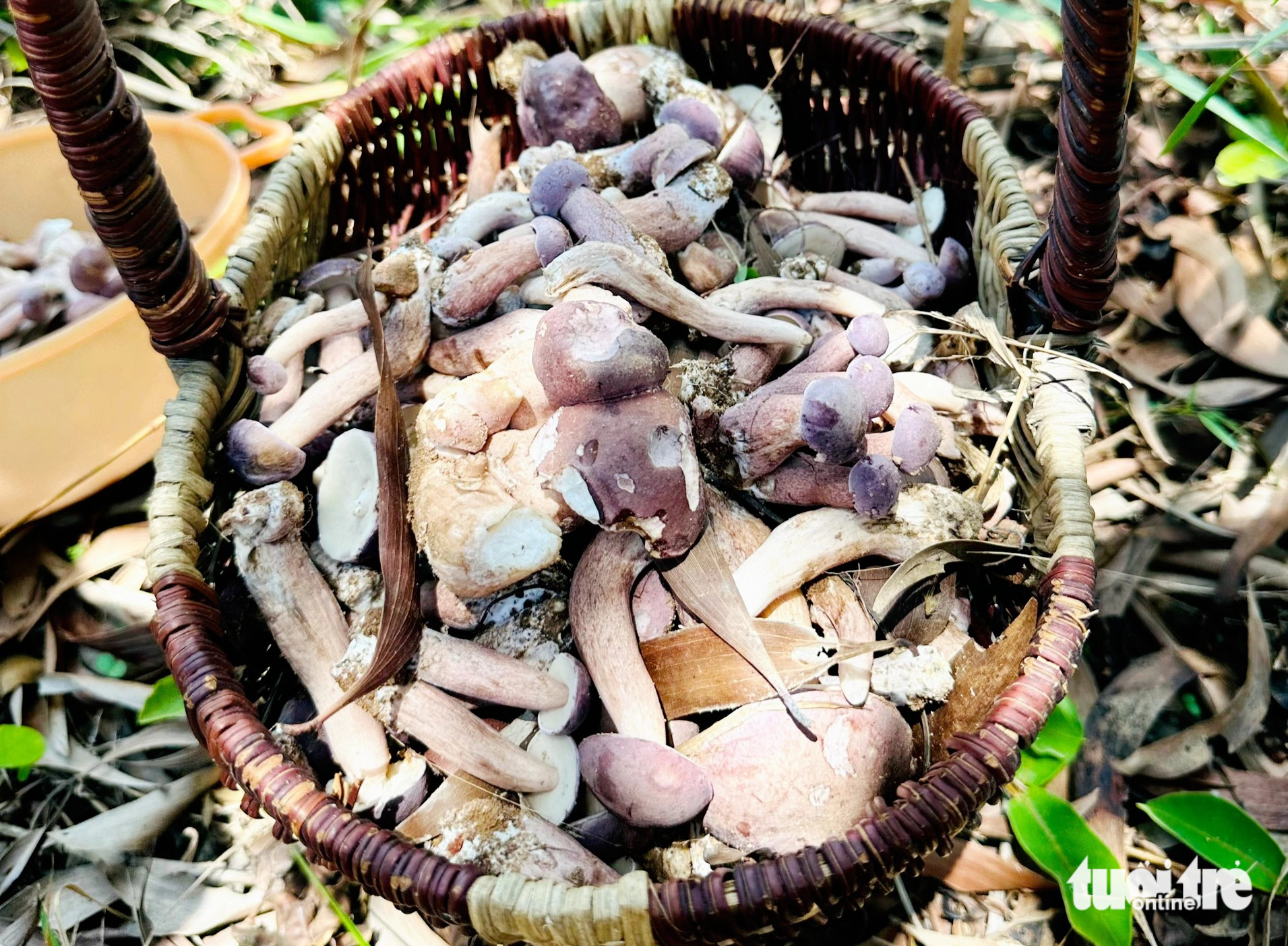 Dân Phú Quốc săn nấm tràm bán kiếm tiền triệu- Ảnh 3. Nấm tràm có màu nâu xám, ăn có vị đắng nhẹ bên cạnh vị ngọt giòn, được bán với giá khoảng 150.000 đồng/kg - Ảnh: CHÍ CÔNG
