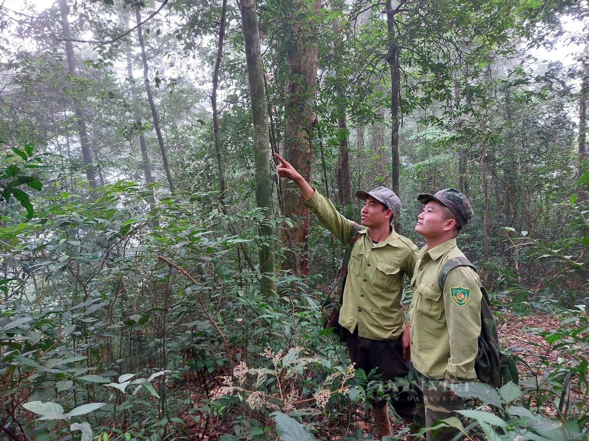 Trong một khu rừng già ở Hà Tĩnh, phát hiện nhiều con mang lớn, thỏ vằn, cầy vằn, cầy gấm- Ảnh 18.