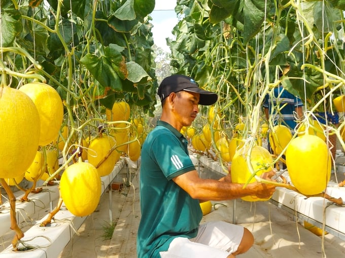 anh-2-085150_79.jpg Thương lái đến thu hoạch dưa lưới của anh Ro. Ảnh: Kiều Trang.