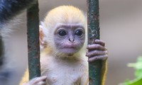 Chú khỉ con ở Thảo Cầm Viên có gì đặc biệt mà gây 'sốt' mạng xã hội?