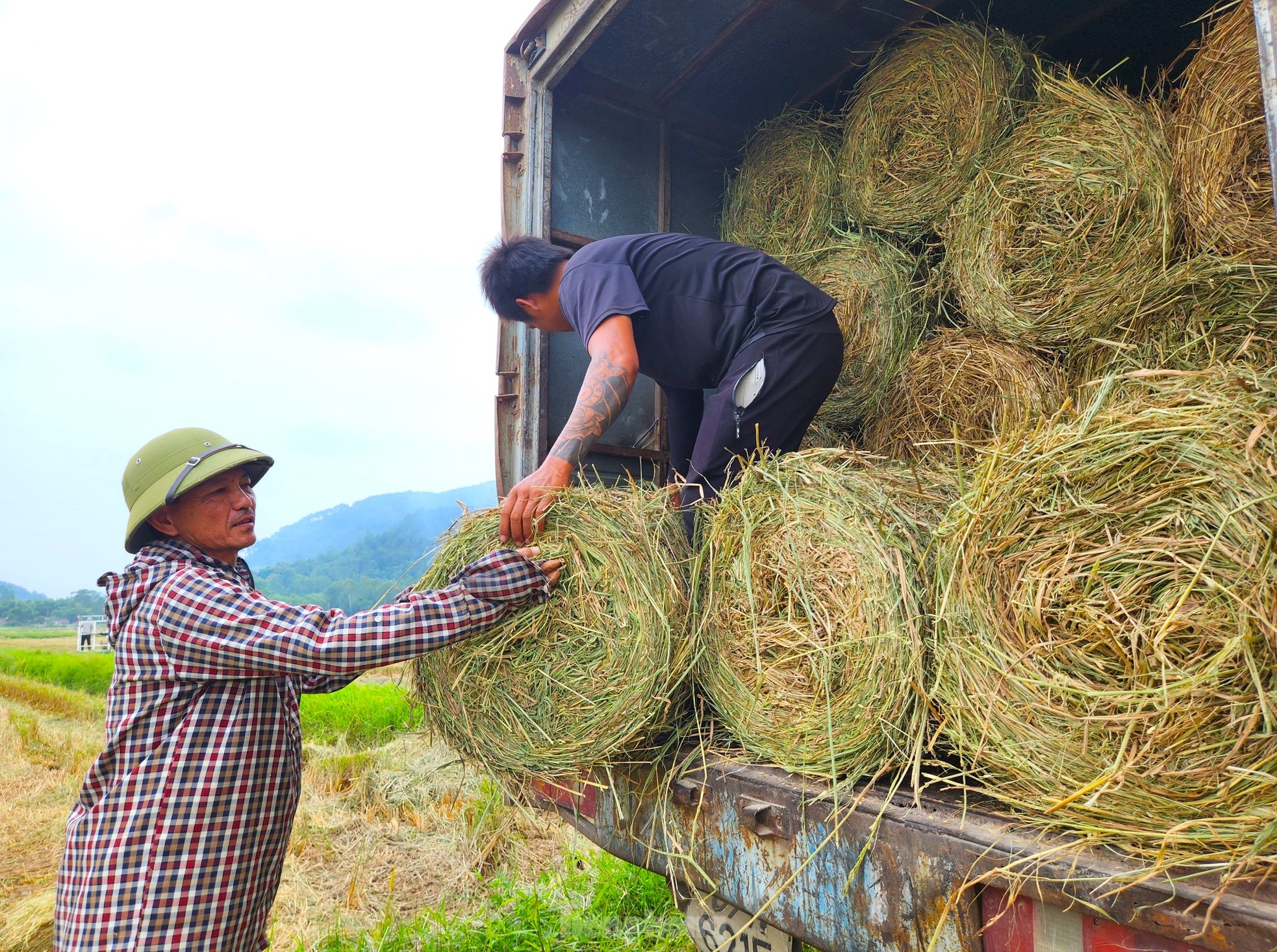 Kiếm hàng trăm triệu từ thu gom rơm trên đồng ảnh 16