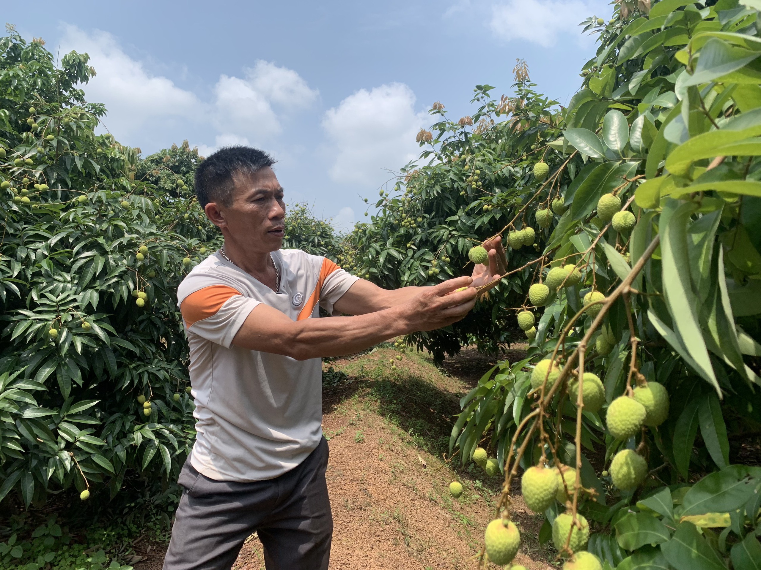 Vải thiều mất mùa đơn hàng vẫn tăng, doanh nghiệp lo thiếu hàng xuất khẩu- Ảnh 2. Vải thiều mất mùa đơn hàng vẫn tăng, doanh nghiệp lo thiếu hàng xuất khẩu- Ảnh 2.