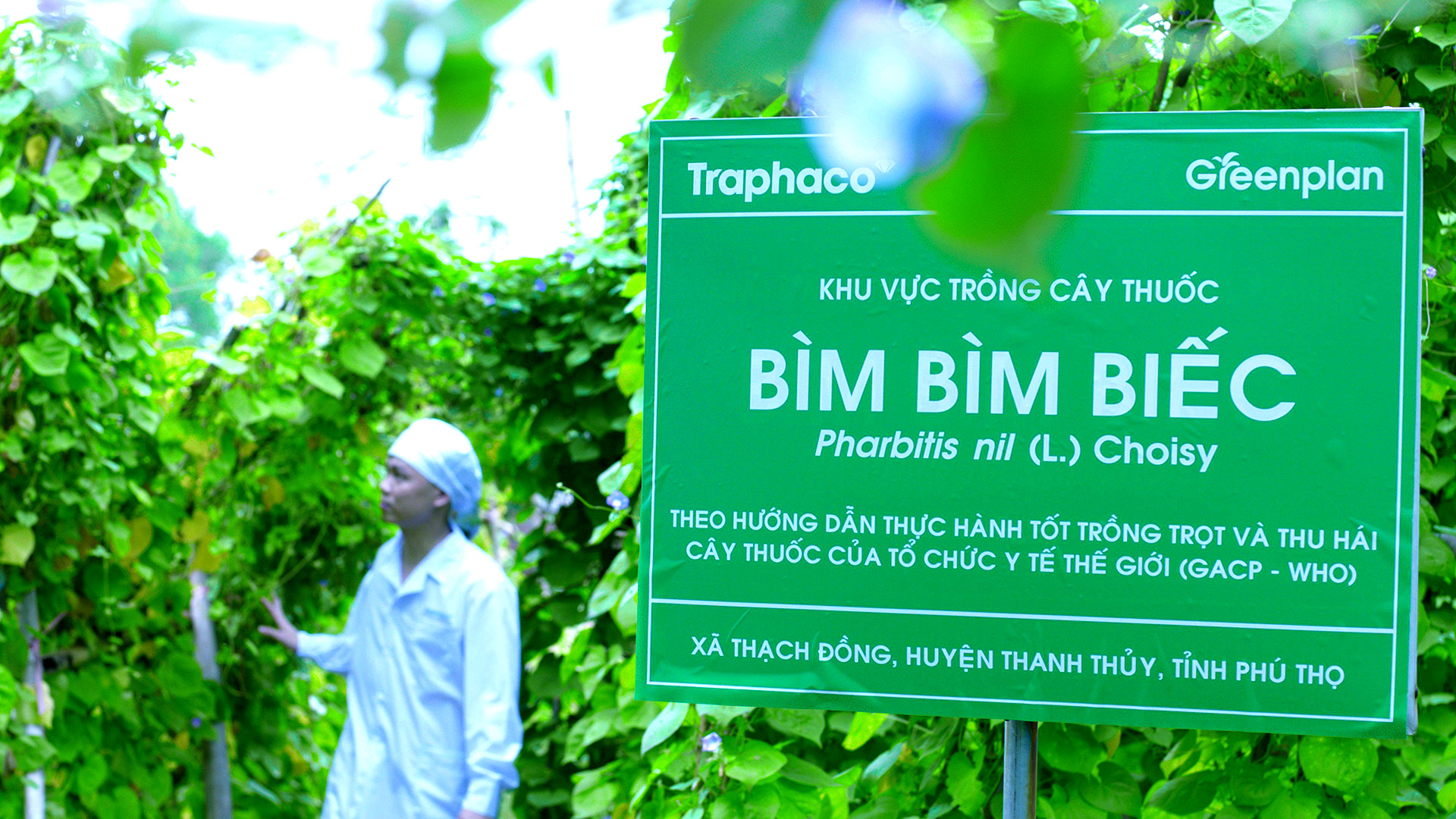 Traphaco đầu tư mạnh đông dược cao cấp với bổ gan Boganic Premium- Ảnh 9. Traphaco đầu tư mạnh đông dược cao cấp với bổ gan Boganic Premium- Ảnh 9.