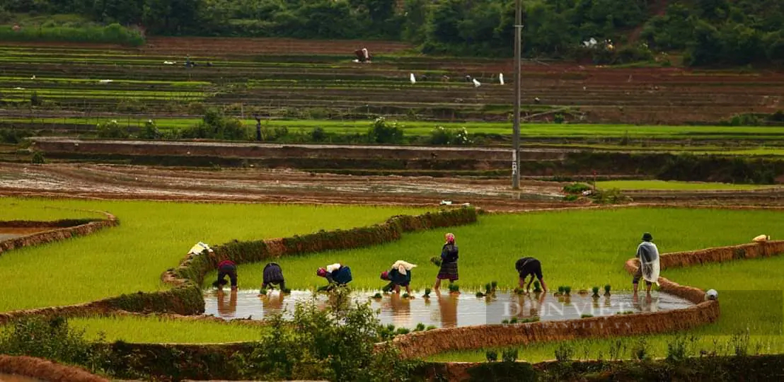 Nông dân đi cấy trên những cánh đồng đẹp như tranh vẽ ở Mù Cang Chải khi mùa nước đổ - Ảnh 3. Nông dân đi cấy trên những cánh đồng đẹp như tranh vẽ ở Mù Cang Chải khi mùa nước đổ - Ảnh 3.
