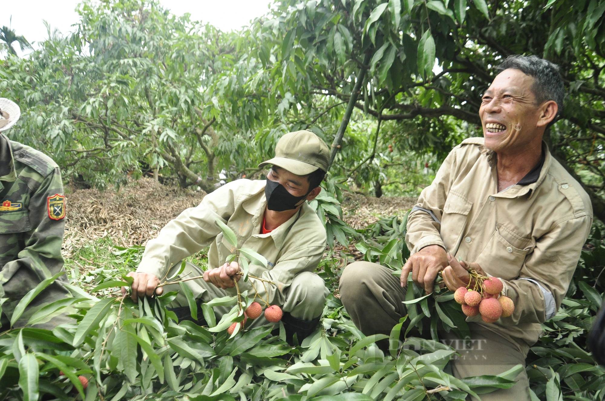 Sản lượng giảm, nông dân ở Quảng Ninh trồng loại vải to như quả trứng, ăn ngọt mát vẫn phấn khởi vì điều này- Ảnh 2. Sản lượng giảm, nông dân ở Quảng Ninh trồng loại vải to như quả trứng, ăn ngọt mát vẫn phấn khởi vì điều này- Ảnh 2.