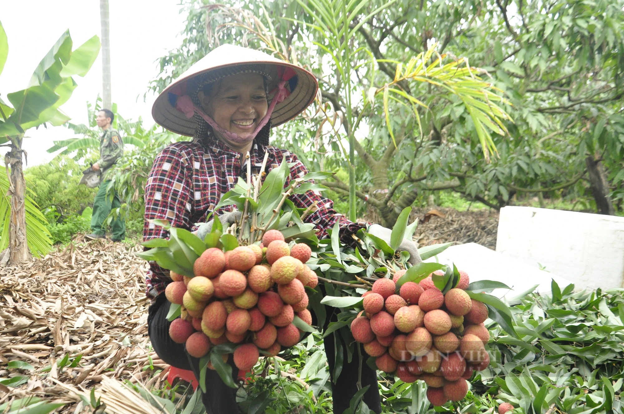 Sản lượng giảm, nông dân ở Quảng Ninh trồng loại vải to như quả trứng, ăn ngọt mát vẫn phấn khởi vì điều này- Ảnh 3. Sản lượng giảm, nông dân ở Quảng Ninh trồng loại vải to như quả trứng, ăn ngọt mát vẫn phấn khởi vì điều này- Ảnh 3.