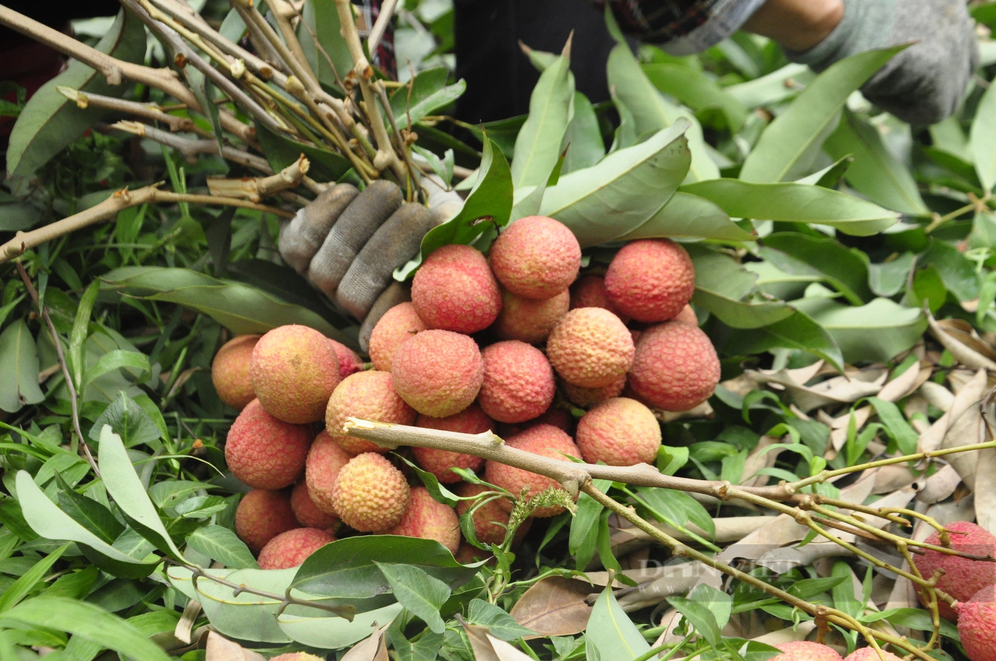 Sản lượng giảm, nông dân ở Quảng Ninh trồng loại vải to như quả trứng, ăn ngọt mát vẫn phấn khởi vì điều này- Ảnh 4. Sản lượng giảm, nông dân ở Quảng Ninh trồng loại vải to như quả trứng, ăn ngọt mát vẫn phấn khởi vì điều này- Ảnh 4.