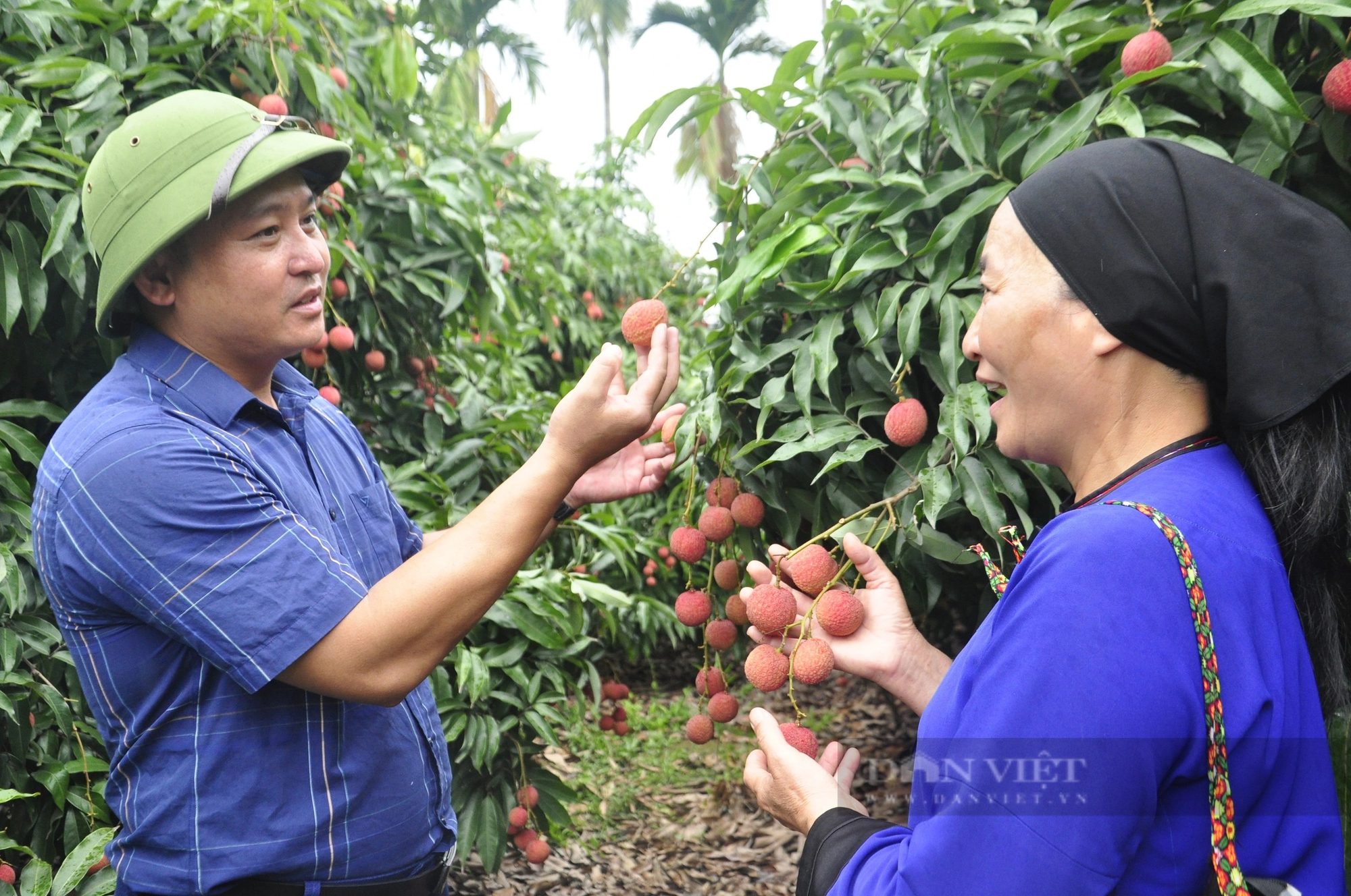 Sản lượng giảm, nông dân ở Quảng Ninh trồng loại vải to như quả trứng, ăn ngọt mát vẫn phấn khởi vì điều này- Ảnh 5. Sản lượng giảm, nông dân ở Quảng Ninh trồng loại vải to như quả trứng, ăn ngọt mát vẫn phấn khởi vì điều này- Ảnh 5.