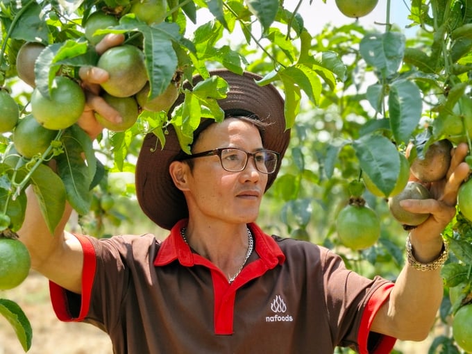 h2-071416_483.jpg Anh Toại bền vườn chanh dây đạt chuẩn xuất khẩu sang châu Âu. Ảnh: Tuấn Anh.