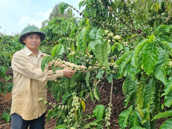 Nhờ sử dụng phân bón hữu cơ nên vườn cà phê của gia đình ông Cách vẫn luôn xanh tươi dù đang ở thời điểm khô hạn khắc nghiệt. Ảnh: Tuấn Anh.