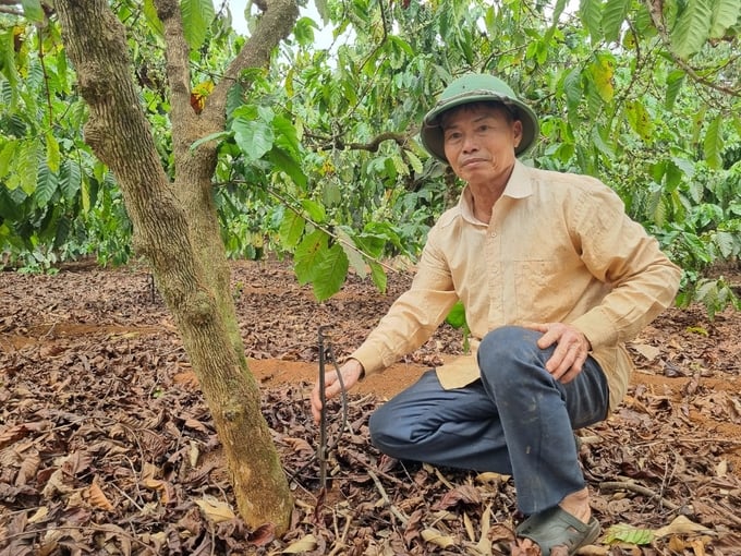 Vườn cà phê của ông Cách được lắp đặt hệ thống tướn phun mưa tận gốc để hướng đến sản xuất cà phê chất lượng cao. Ảnh: Tuấn Anh.