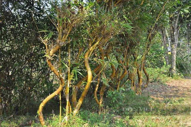 Một người ở Hòa Bình trồng tre la liệt trên đồi, từng tặng Hà Nội 1.000 cây tre uốn thế hình rồng Một người ở Hòa Bình trồng tre la liệt trên đồi, từng tặng Hà Nội 1.000 cây tre uốn thế hình rồng