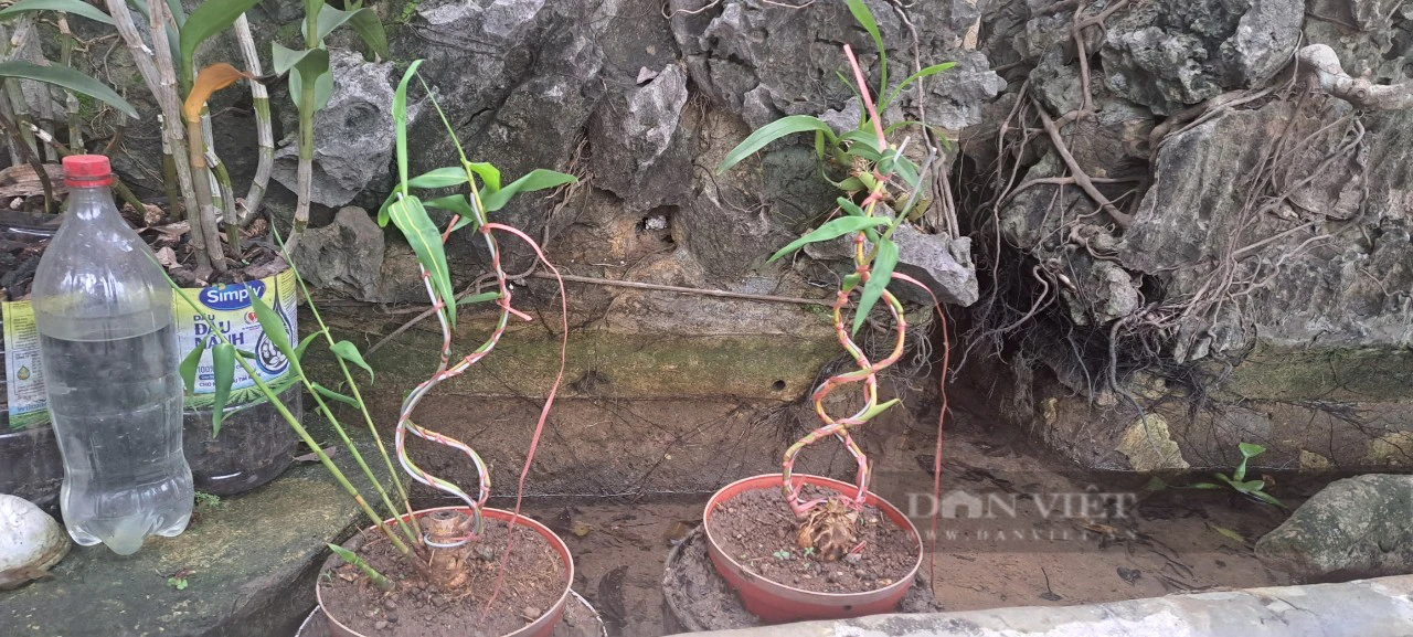 Một người ở Hòa Bình trồng tre la liệt trên đồi, từng tặng Hà Nội 1.000 cây tre uốn thế hình rồng Một người ở Hòa Bình trồng tre la liệt trên đồi, từng tặng Hà Nội 1.000 cây tre uốn thế hình rồng