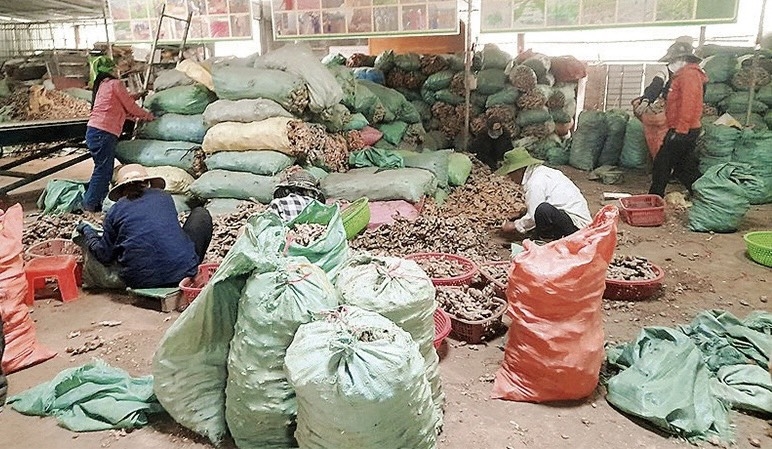 Phân loại và sơ chế gừng tại HTX Dịch vụ nông nghiệp, tiểu thủ công nghiệp Hương Sơn Phân loại và sơ chế gừng tại HTX Dịch vụ nông nghiệp, tiểu thủ công nghiệp Hương Sơn