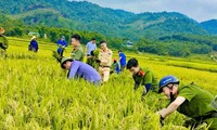 Đoàn viên thanh niên, công an đội nắng thu hoạch lúa giúp người dân