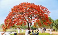 Cây phượng nở rực rỡ ở ngoại thành Hà Nội hút giới trẻ đến cắm trại 'trốn nóng'