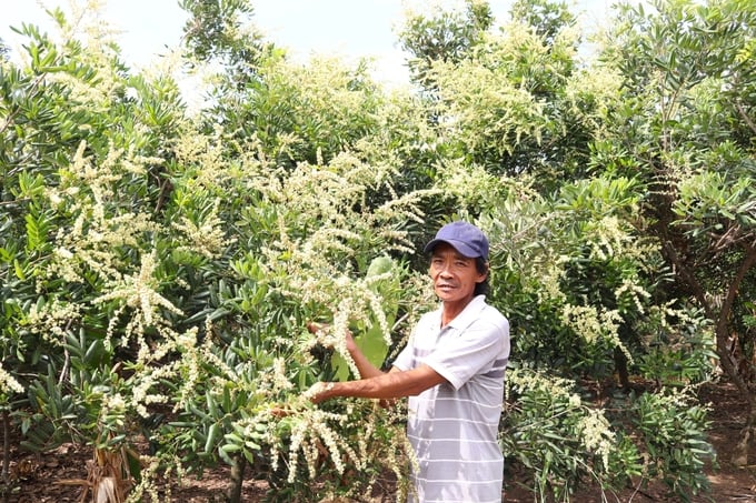 trong-nhan-huu-co-trai-ngon-dep-mat-ban-duoc-gia-cao-094728_150.jpg Hiện nay, nhiều vườn nhãn xuồng Vĩnh Châu đã chú trọng canh tác theo hướng hữu cơ. Ảnh: Kim Anh.