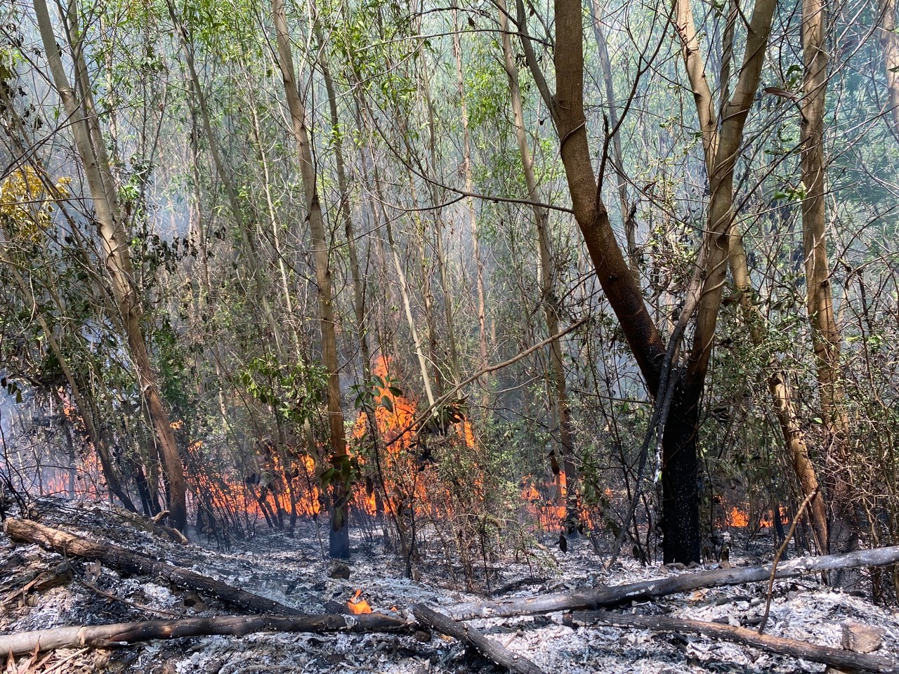 Đám cháy bùng phát vào đêm 7.5 khiến khoảng 90 ha rừng và mía của người dân bị thiêu rụi