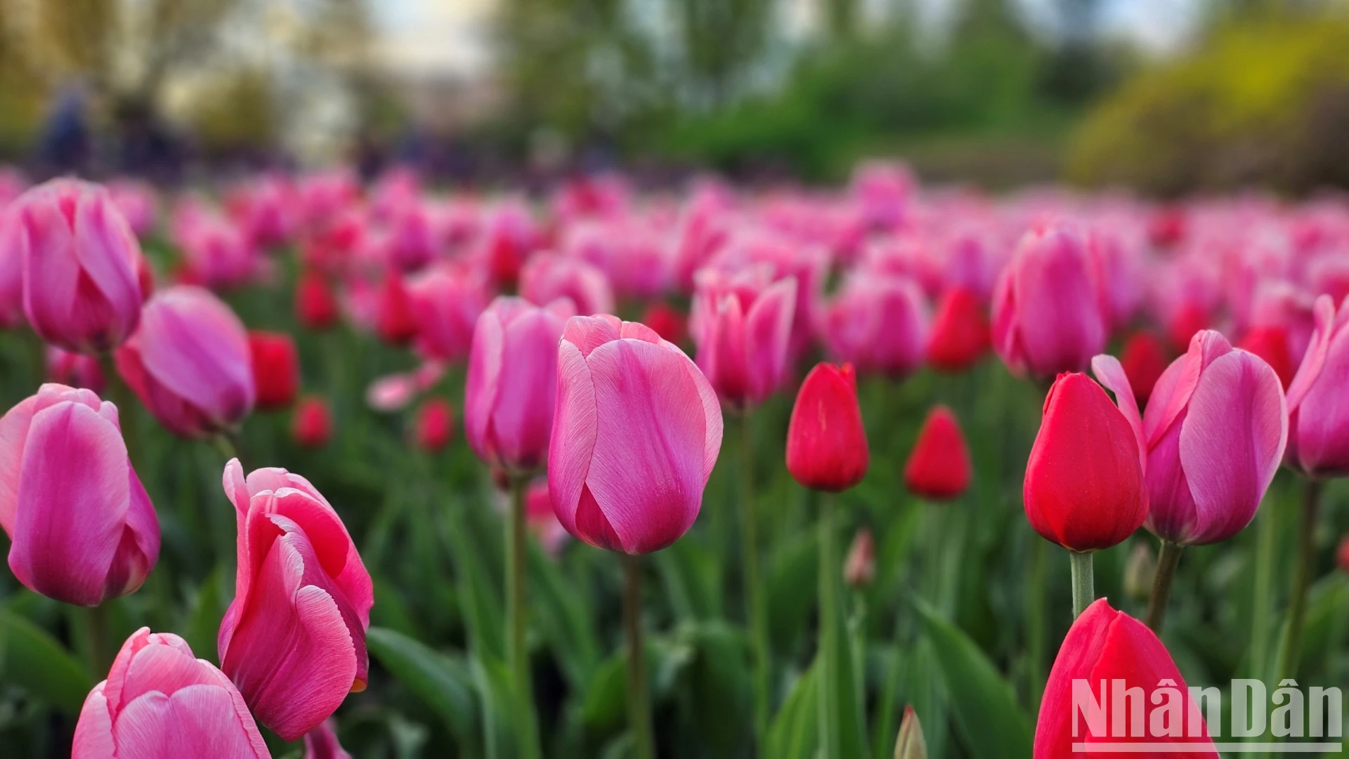 [Ảnh] Mãn nhãn với rừng hoa tulip khoe sắc rực rỡ ở thủ đô Ottawa, Canada ảnh 1