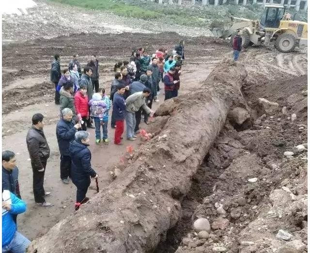Anh nông dân đào được cây gỗ 'đen sì' dài 20m, nghi là 'Đông phương thần mộc' trị giá hơn 350 tỷ đồng, hiện trường lập tức được phong tỏa - Ảnh 1. Anh nông dân đào được cây gỗ 'đen sì' dài 20m, nghi là 'Đông phương thần mộc' trị giá hơn 350 tỷ đồng, hiện trường lập tức được phong tỏa - Ảnh 1.
