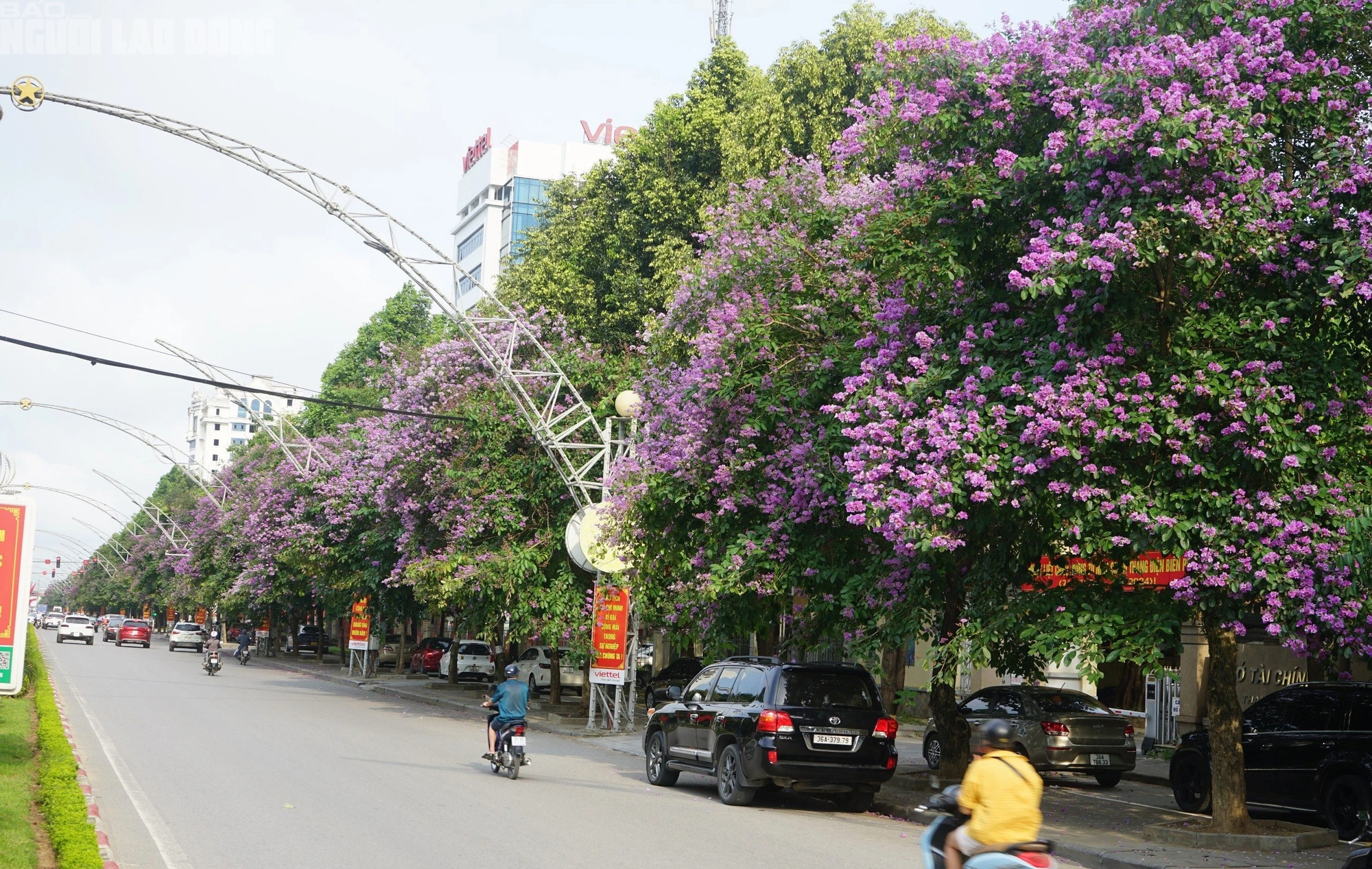 Bằng lăng nở tím trời, giới trẻ xứ Thanh đổ xô đi check-in- Ảnh 1. Bằng lăng nở tím trời, giới trẻ xứ Thanh đổ xô đi check-in- Ảnh 1.