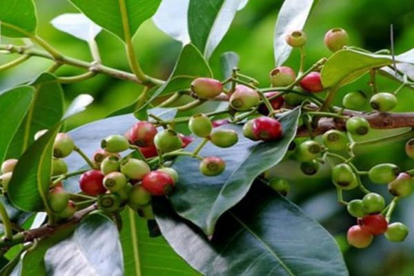 Bất ngờ loại lá quen thuộc của người Việt giúp hỗ trợ điều trị bệnh tiểu đường, giải độc gan hiệu quả - Ảnh 2. Bất ngờ loại lá quen thuộc của người Việt giúp hỗ trợ điều trị bệnh tiểu đường, giải độc gan hiệu quả - Ảnh 2.