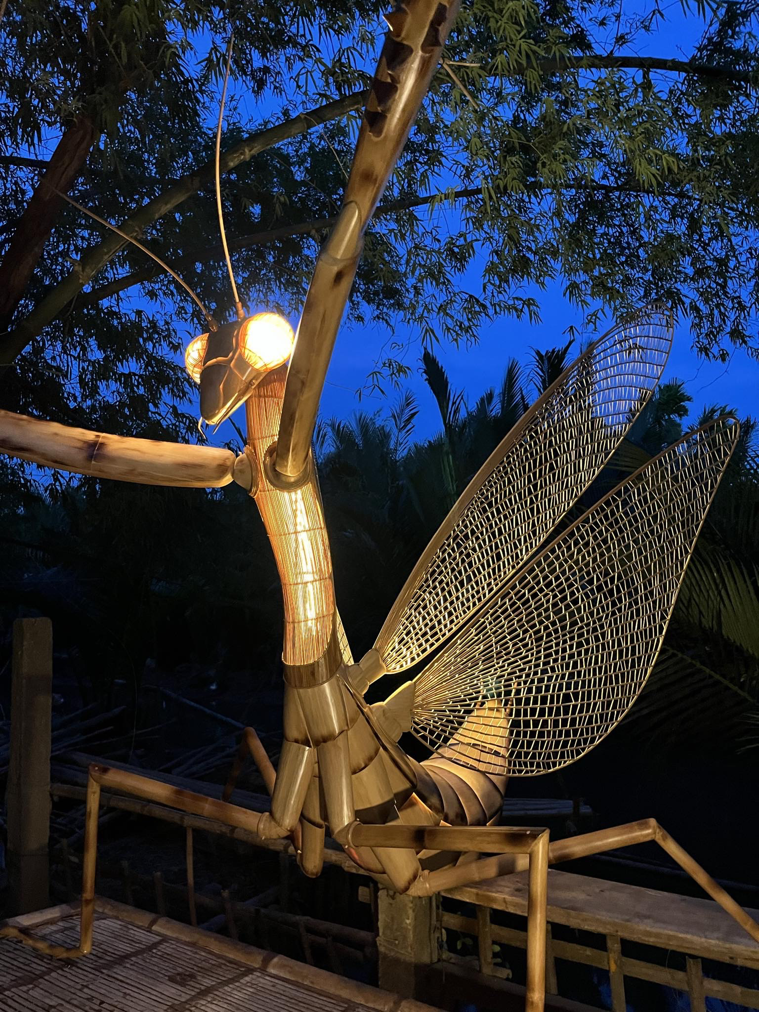 Con bọ ngựa tre 'bự' hơn con người chưa xuất xưởng đã 'sốt' rần rần trên mạng- Ảnh 3. Bọ ngựa tre trong đêm - Ảnh: B.D.B