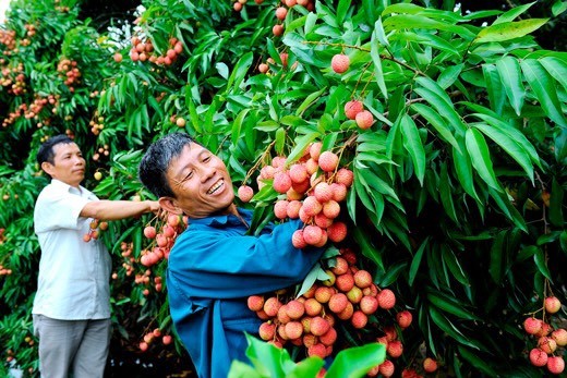 Vải thiều Thanh Hà