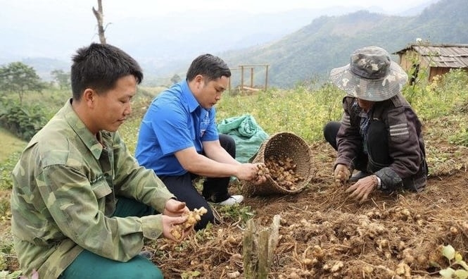 Gừng Kỳ Sơn đã bắt đầu có chỗ đứng trên thị trường Gừng Kỳ Sơn đã bắt đầu có chỗ đứng trên thị trường
