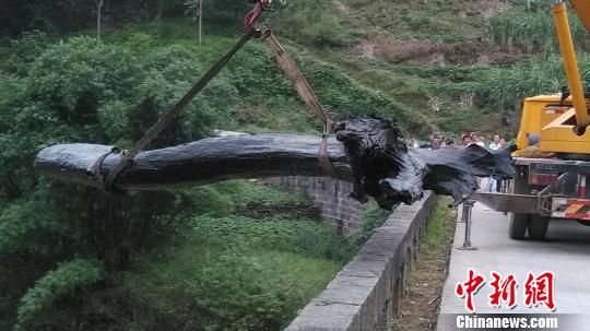 Đi mò ốc dưới suối phát hiện cây gỗ dài 20m tỏa mùi thơm lạ, ước tính gần 400 tỷ đồng- Ảnh 1. Đi mò ốc dưới suối phát hiện cây gỗ dài 20m tỏa mùi thơm lạ, ước tính gần 400 tỷ đồng- Ảnh 1.