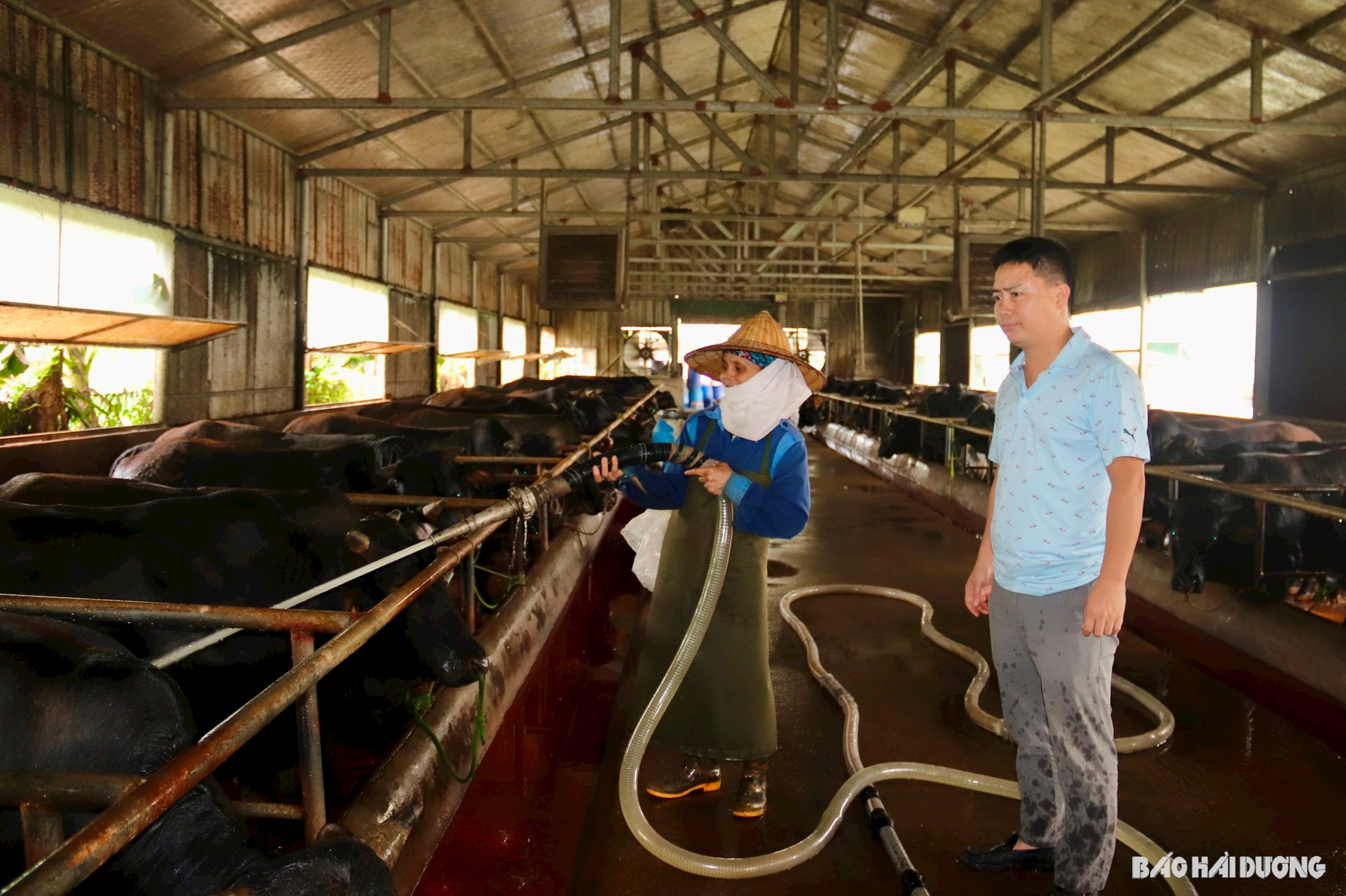 Doanh nhân Hải Dương tay ngang nuôi bò 3B mà đạt doanh thu 15 tỷ- Ảnh 1. Doanh nhân Hải Dương tay ngang nuôi bò 3B mà đạt doanh thu 15 tỷ- Ảnh 1.