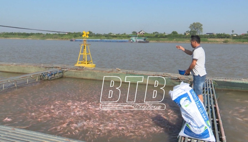 Ở các dòng sông nổi tiếng Thái Bình, dân nuôi cá lồng kiểu gì mà dày đặc, tiền lời cao gấp 4 lần nuôi ao?- Ảnh 1.