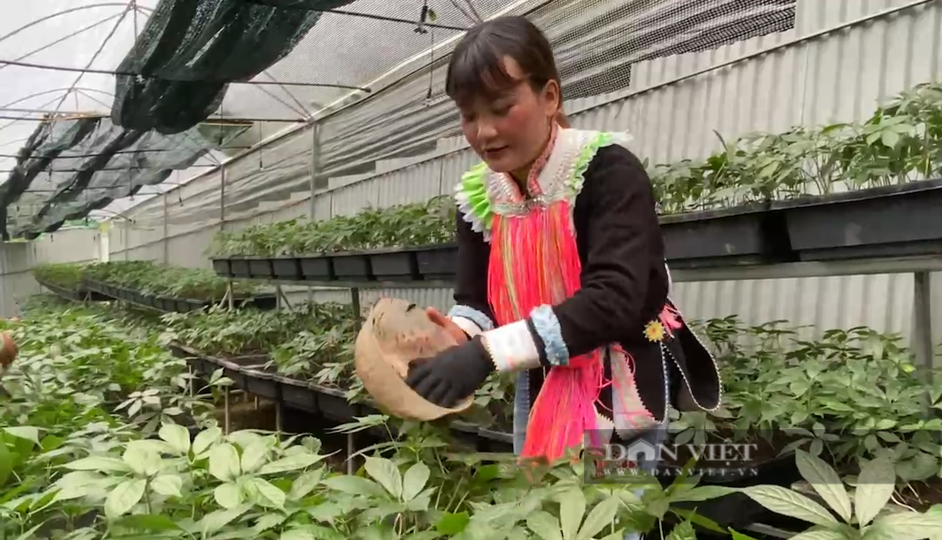 Đưa sâm Lai Châu thành sản phẩm chủ lực, ngành hàng có giá trị kinh tế cao- Ảnh 1. Đưa sâm Lai Châu thành sản phẩm chủ lực, ngành hàng có giá trị kinh tế cao- Ảnh 1.