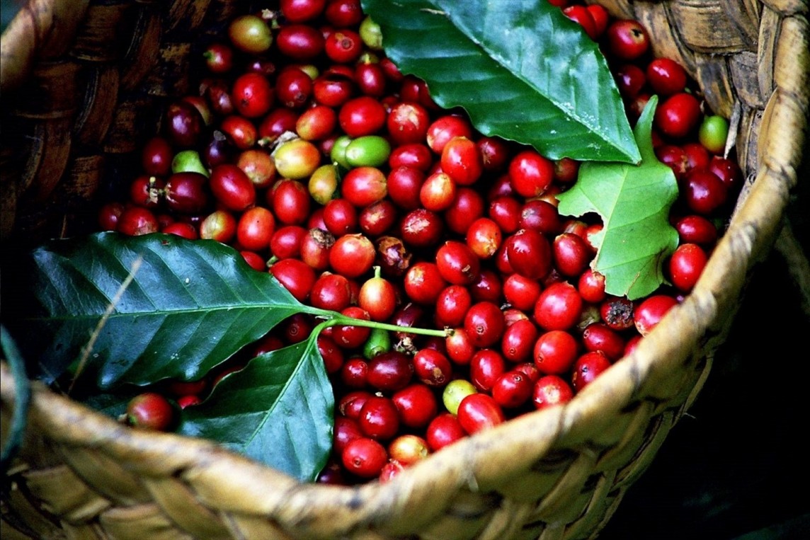 Giá cà phê Robusta tăng trở lại ảnh hưởng đến thị trường cà phê ra sao?