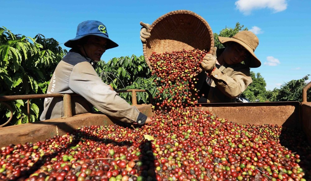 Giá cà phê xuất khẩu vào đà tăng mạnh, cà phê Robusta sẽ quay lại đỉnh