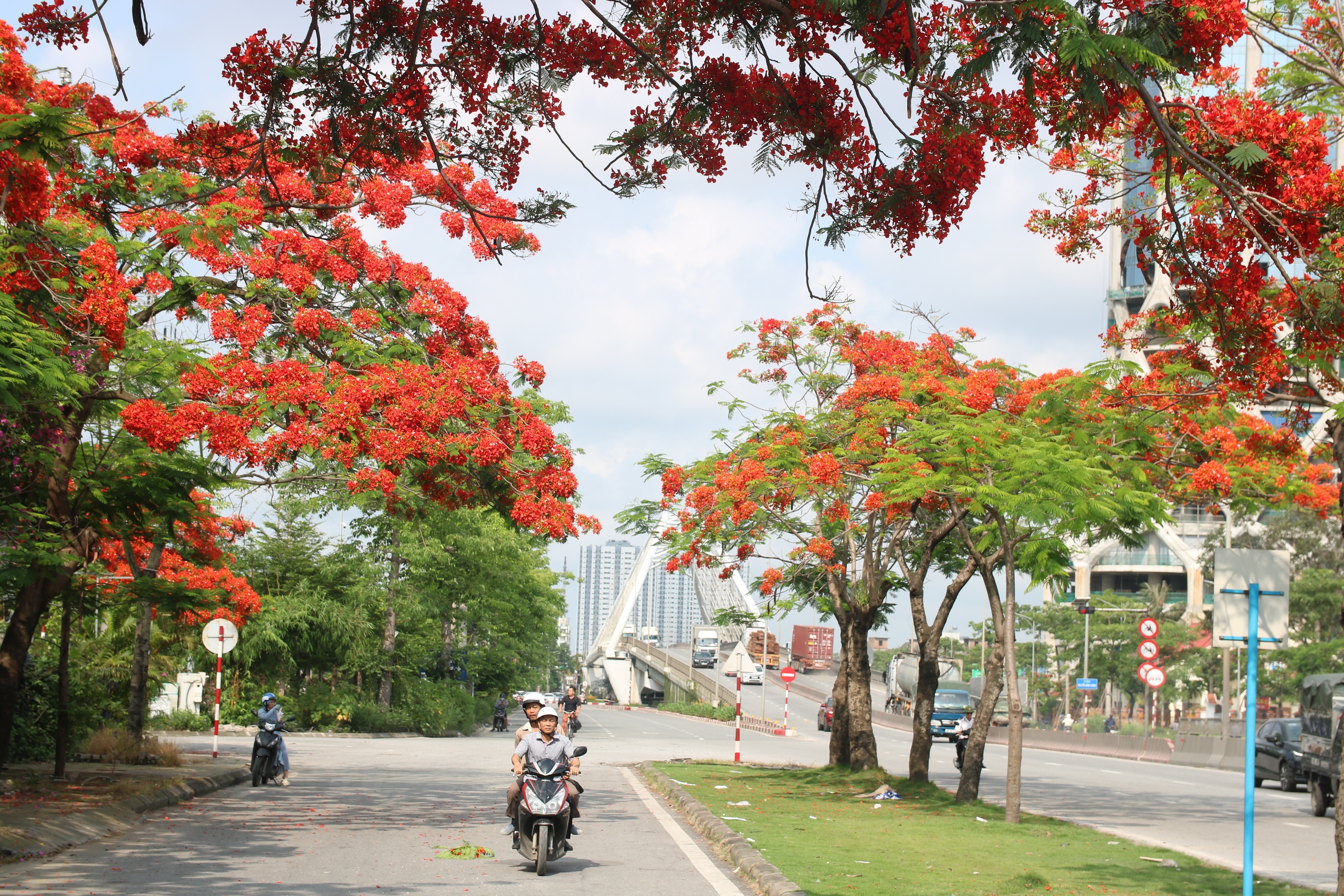 Hải Phòng rực cháy sắc đỏ hoa phượng, tím biếc hoa bằng lăng- Ảnh 1. Hoa phượng nở đỏ rực tại khu vực nút giao thông ngã tư Nguyễn Bỉnh Khiêm - Lê Hồng Phong (Q.Hải An, Hải Phòng)