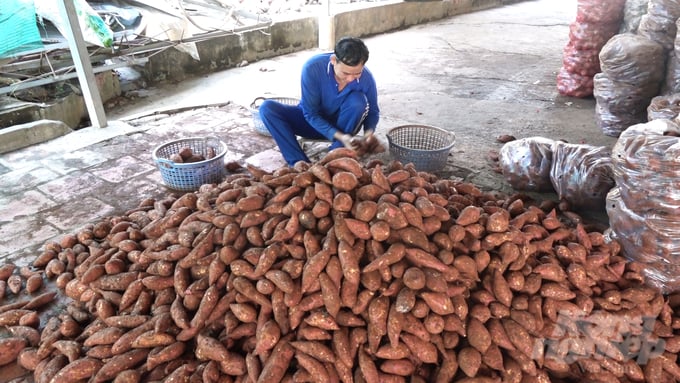 Với giá bán hiện nay người trồng khoai lang lãi khoảng 400.000 đồng/tạ. Ảnh: Hồ Thảo.
