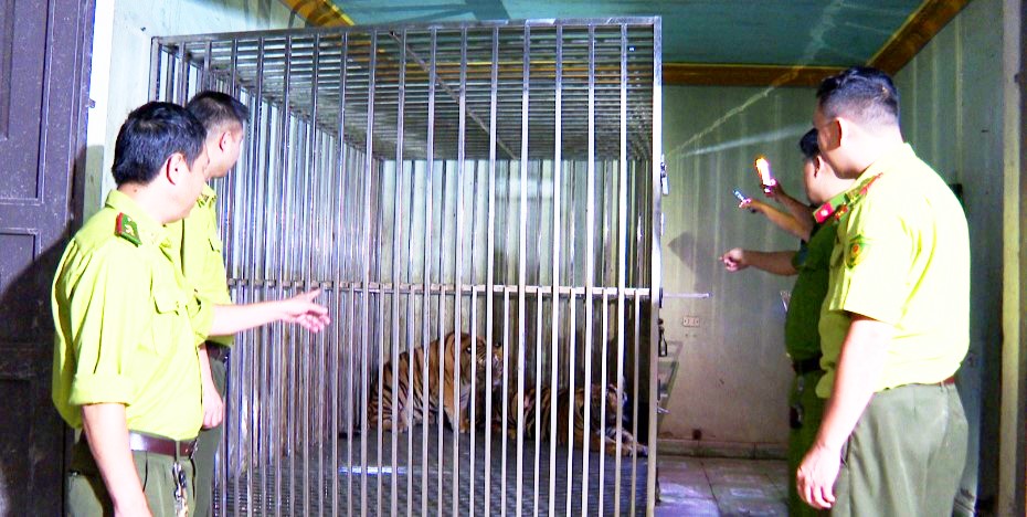 Khởi tố bị can nuôi nhốt 2 cá thể hổ trái phép mua trên mạng xã hội- Ảnh 1. Khởi tố bị can nuôi nhốt 2 cá thể hổ trái phép mua trên mạng xã hội- Ảnh 1.
