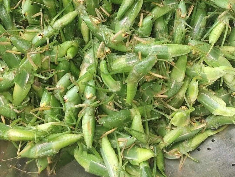 Loại côn trùng giá tới 800 nghìn đồng/kg nhưng không có sẵn, khách muốn mua phải đặt trước, chờ mối gom hàng- Ảnh 1. Loại côn trùng giá tới 800 nghìn đồng/kg nhưng không có sẵn, khách muốn mua phải đặt trước, chờ mối gom hàng- Ảnh 1.