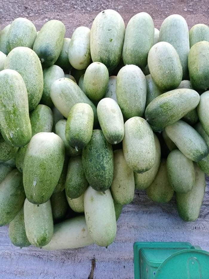 Loại quả đặc sản xưa không ai biết, giờ thành đặc sản được dân thành thị Loại quả đặc sản xưa không ai biết, giờ thành đặc sản được dân thành thị