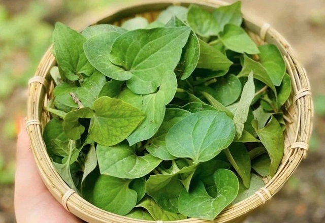 Loại rau mùa hè tốt cho người bệnh tiểu đường và giải độc gan an toàn, hiệu quả- Ảnh 2. Loại rau mùa hè tốt cho người bệnh tiểu đường và giải độc gan an toàn, hiệu quả- Ảnh 2.