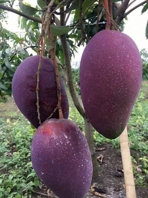 Loại xoài có màu sắc bắt mắt, mỗi quả nặng từ 1 - 1,5kg bán khắp chợ mạng, chỉ từ 20.000 đồng/kg- Ảnh 1. Loại xoài có màu sắc bắt mắt, mỗi quả nặng từ 1 - 1,5kg bán khắp chợ mạng, chỉ từ 20.000 đồng/kg- Ảnh 1.