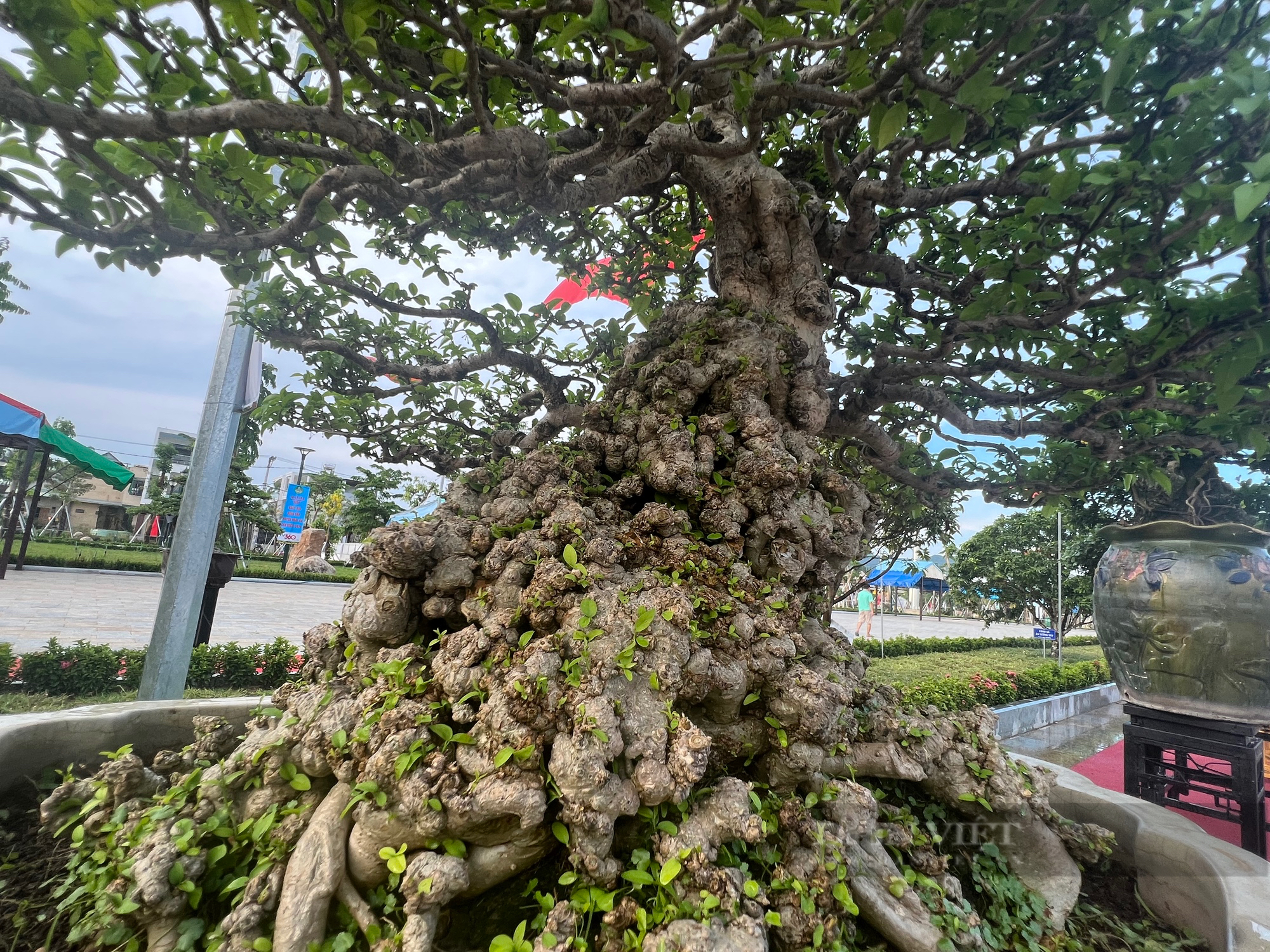 Loạt gốc bonsai 