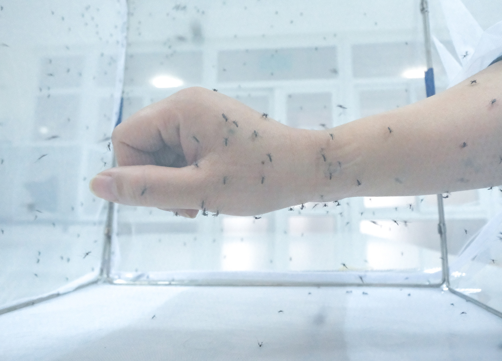 Việc cho muỗi đốt trực tiếp lên người sẽ được thực hiện trong một số trường hợp nhất định - Ảnh: NAM TRẦN Cán bộ y tế cho muỗi đốt để phục vụ nghiên cứu tại Viện Sốt rét - Ký sinh trùng, Côn trùng trung ương - Ảnh: NAM TRẦN