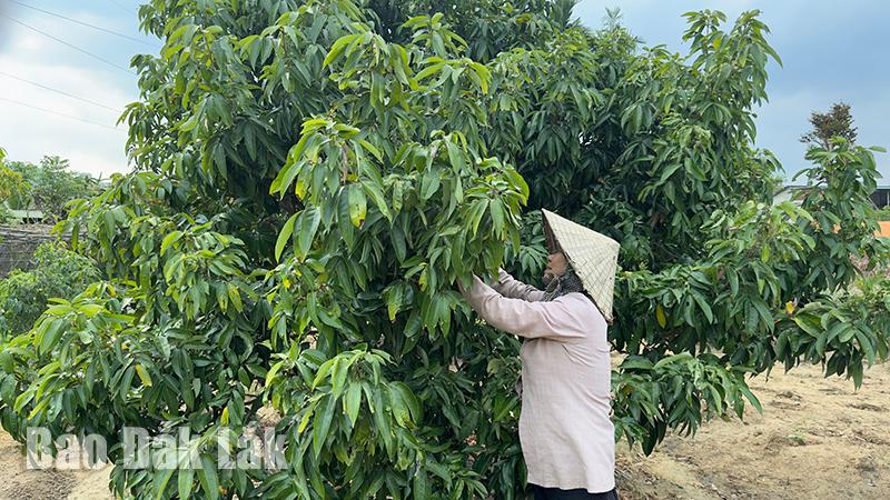 Mọi năm loại quả này dân Đắk Lắk khen ngọt ngon, tại sao năm nay nhìn lên cây lại kêu Mọi năm loại quả này dân Đắk Lắk khen ngọt ngon, tại sao năm nay nhìn lên cây lại kêu
