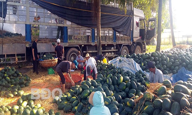 Một loại quả ngon ở Bình Định, mùa này dân trồng thành công, 10 trái như 10, bán giá hời- Ảnh 1. Một loại quả ngon ở Bình Định, mùa này dân trồng thành công, 10 trái như 10, bán giá hời- Ảnh 1.
